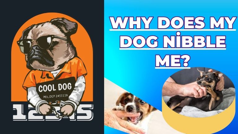 Why Does My Dog Nibble Me?